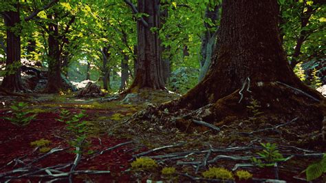 Peaceful Magical Mossy Forest Scene 8045159 Stock Video At Vecteezy