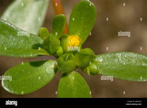 Little Hogweed Portulaca Oleracea Subsp Oleracea In Bud Germany