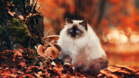 Download 1920x1080 Fluffy Cat Autumn Cute Blue Eyes Fall Mushroom