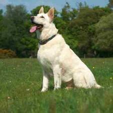 white German Shepherd | Dog insurance, White german ...