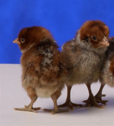 Egyptian Fayoumis Chickens Day Old Chicks Fowl Cackle Hatchery