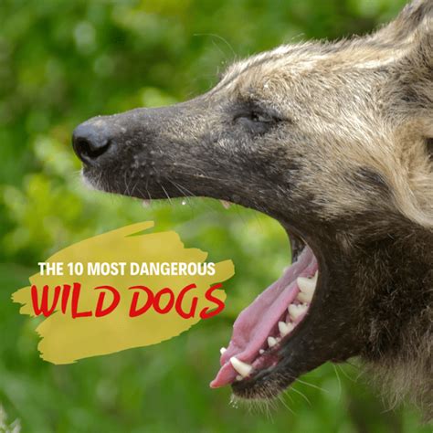 Top 10 Most Dangerous Wild Dogs Tanukis Dingoes And More