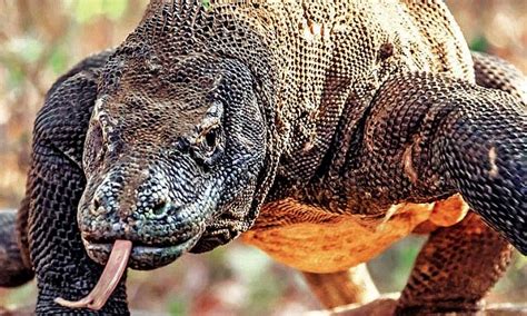 After animal deaths at Delhi Zoo a ranger cites negligence | Daily Mail