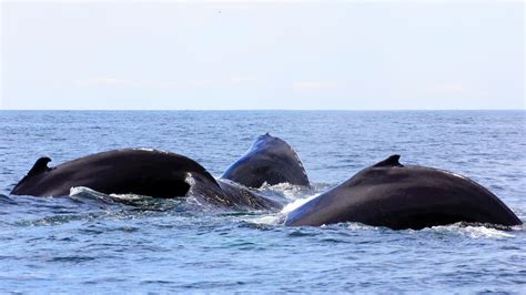 Whale Behaviors Stellwagen Bank National Marine Sanctuary