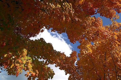 Free Stock Photo 12215 Autumn Leaves And Sky Freeimageslive
