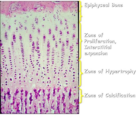 Chapter 6 7 Integumentary System And Bone Physiology Flashcards