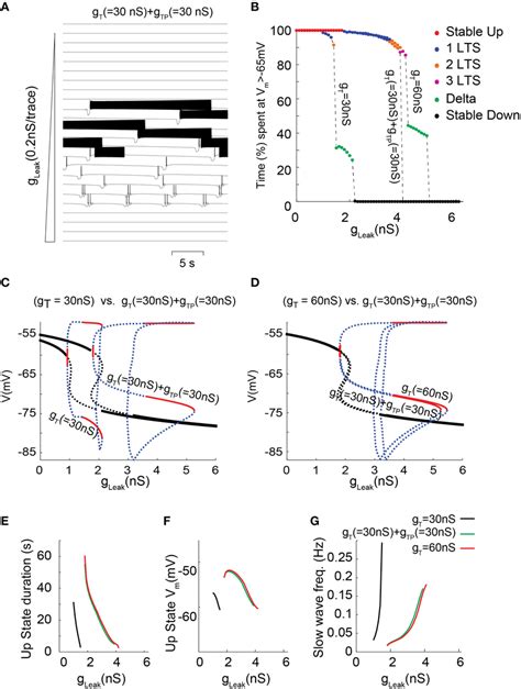 Membrane Potential Dynamics As A Function Of Gleak For A Tc Model Cell