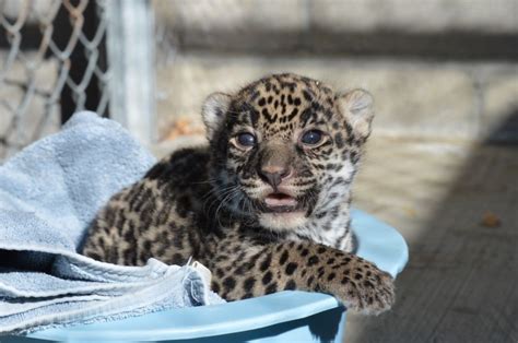 Living Deserts Baby Jaguar Finds Out His Name Nbc Palm Springs