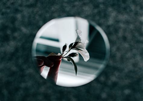 White Petaled Flower Reflection From Small Round Mirror
