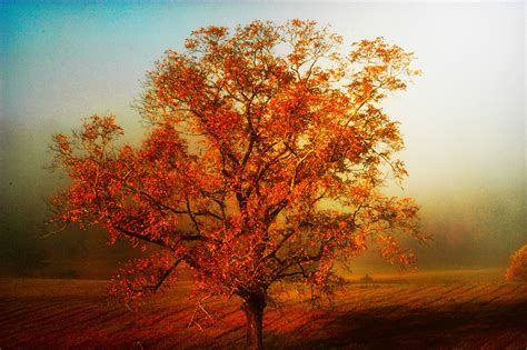 A Fall Beauty Guide To Impeccable Skin Autumn Trees Growing Tree Fall