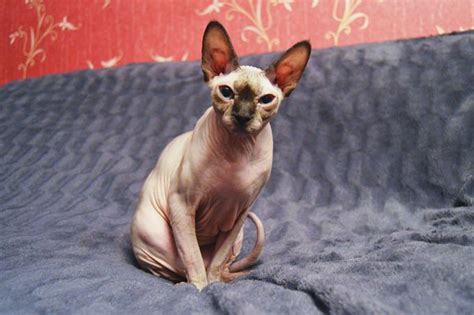 Sphynx Cat Breed Information Pictures Characteristics And Facts Dwelf