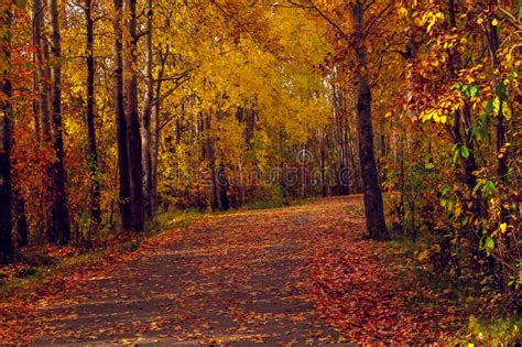 Forest Road Covered With Fallen Autumn Leaves Stock Image Image Of