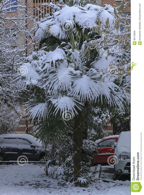 Palm Trees Covered By Snow In December Heavy Snowfall In The City