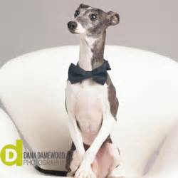 italian greyhound history personality appearance health  pictures