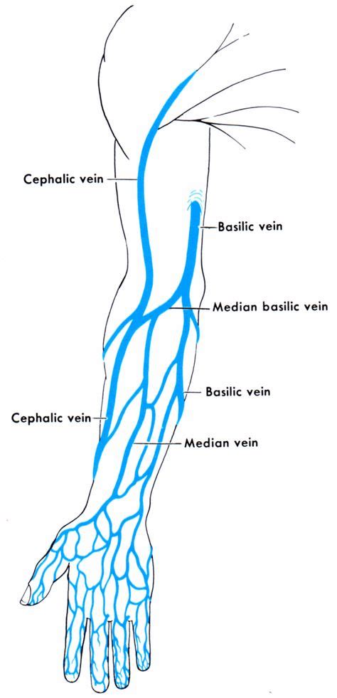 Names Of Veins In The Arm Anatomy And Physiology Places To Visit