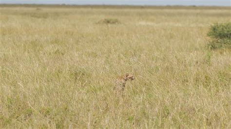 Cheetah Strolling In Tall Grass Of African Savanna Wildcat Moving