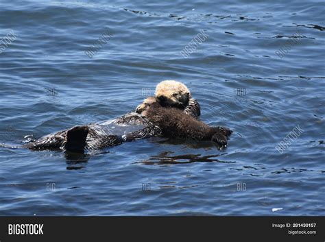 Adorable Sea Otter Sea Image And Photo Free Trial Bigstock