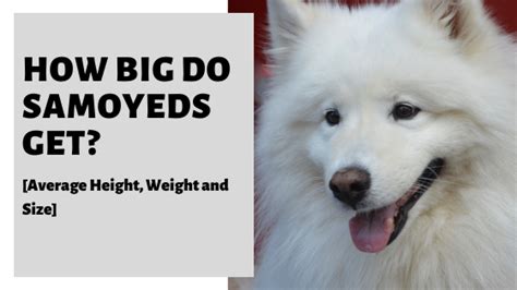 How Big Do Samoyeds Get Average Height Weight And Size Samoyed