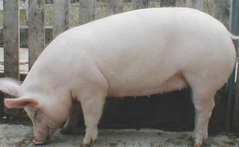 All About The Large White Pig Breed Description Characteristics
