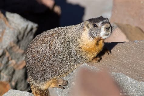 Yellow Bellied Marmot Crater Lake National Park Oregon Living