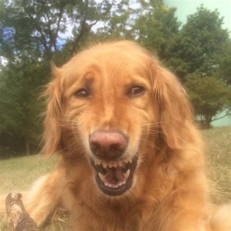 Golden Retriever Meme Face Funny Golden Retriever Memes That Are Here To Put A Smile On Our