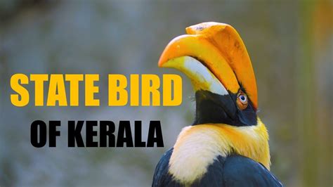 State Bird Of Kerala Great Hornbill Youtube