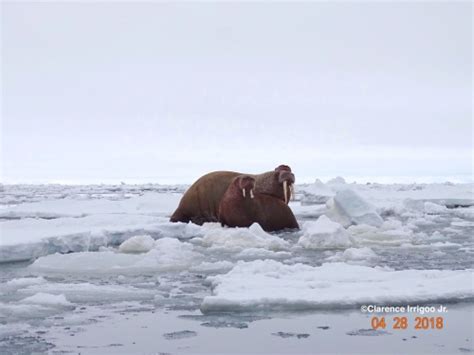 Sea Ice For Walrus Outlook