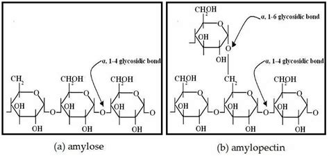 Gambar 132 1 Struktur Amilosa Dan Amilopektin Download Scientific