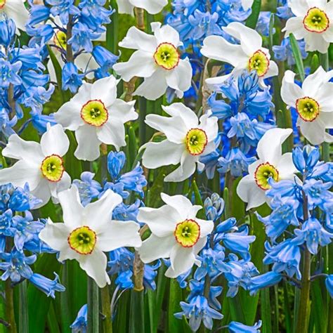 Daffodil And Hyacinth Bulbs Whimsical Spring Duet