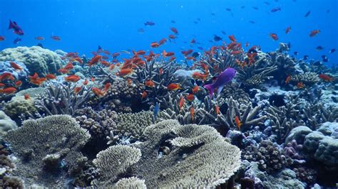 Dive The Rainbow Reef Makaira Resort