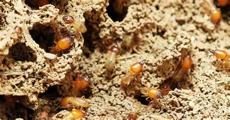 What Do Termites Look Like Flying Termites Pocket News