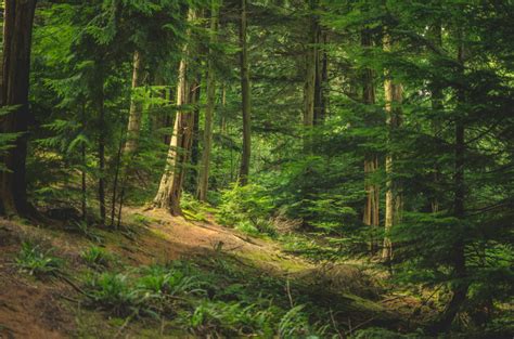 Wallpaper Trees Plants Spruce Ferns Wilderness Jungle Path