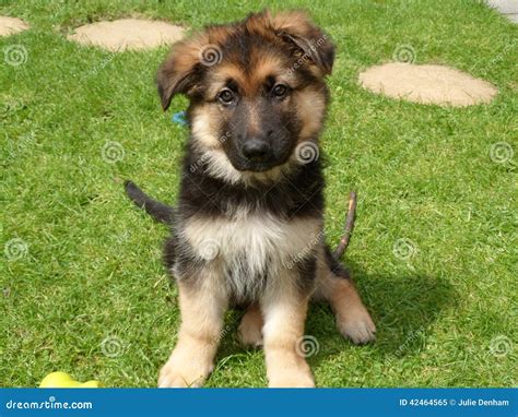 German Shepherd Puppy Portrait Age 10 Weeks Stock Image Image Of