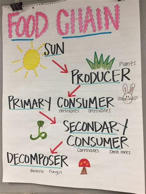 Food Chain Anchor Chart Science Anchor Charts