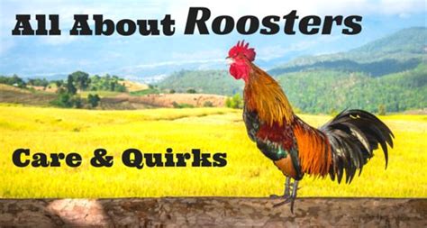 Adding A Rooster To Your Flock Care And Quirks Rooster Chickens