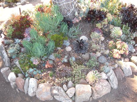 10 Succulent Rock Garden Ideas Amazing As Well As