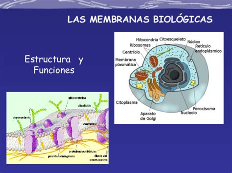 Pdf Las Membranas BiolÓgicas Estructura Y Funciones Ramiro