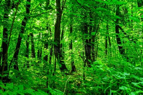 Lush Green Forest Background Stock Image Image Of Abstract Branch