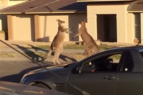 Crazy Kangaroo Fight On An Australian Suburban Street