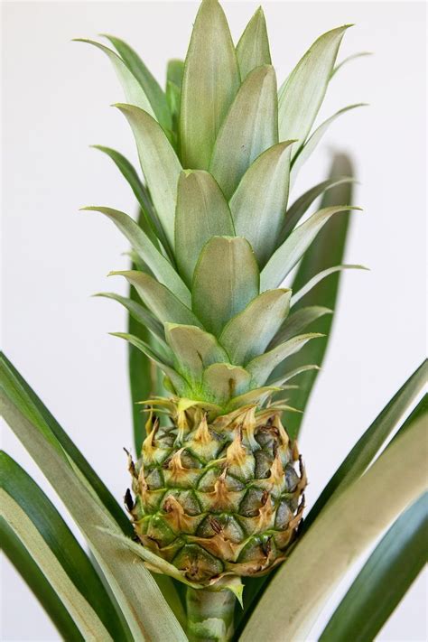 How To Grow And Care For Your Pineapple Plant Pineapple Plant Care