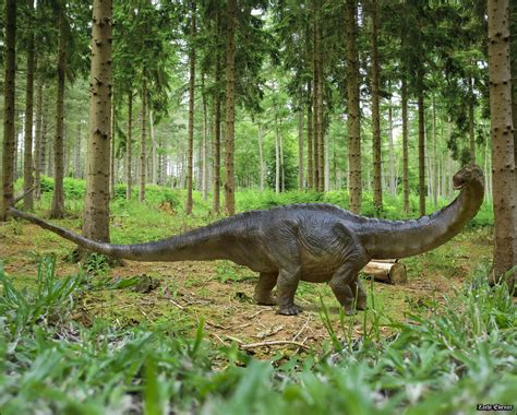 Apatosaurus - Jurassic Giant | Apatosaurus אפטוזאורוס Apatos… | Flickr