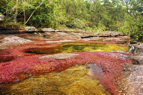 Caño cristales is a colombian river located in the serrania de la macarena province of meta, and is a tributary of the guayabero river. Caño Cristales River, Colombia - Unique Places around the ...