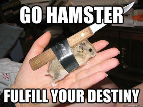 43 Most Funniest Hamster Memes S Images And Graphics Picsmine