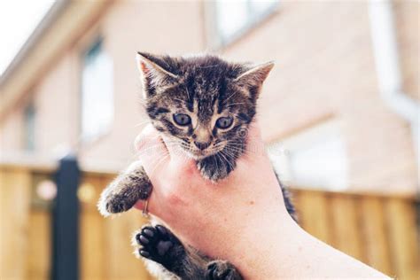 Man Holding Up A Tiny Grey Kitten In His Hand Stock Photo Image 64562324