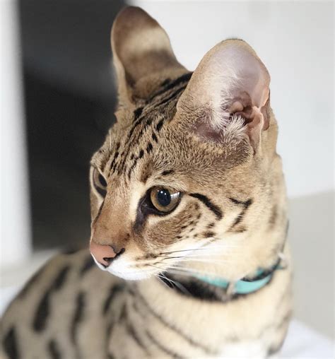 Les belgian cats s'imposent sur la turquie et se qualifient directement pour les quarts de finale ! Certain cat breeds will no longer be allowed in Brussels ...