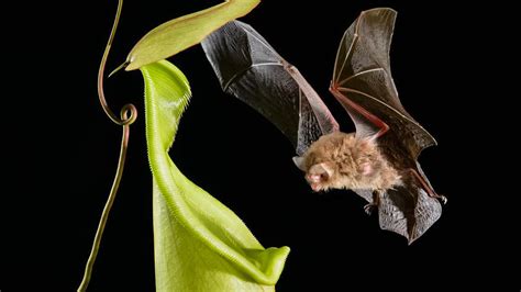 Borneos Bats That Live In Carnivorous Plants The Common Naturalist