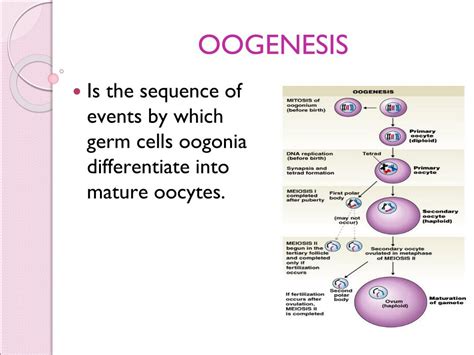 Oogenesis Definition Stages And Role Of Follicle And Nurse Cell In Riset