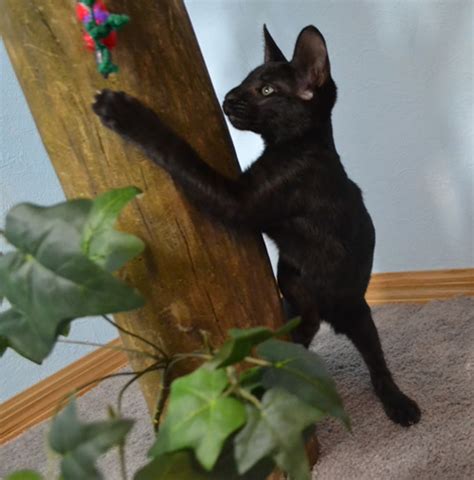 I am an exotic kitten breeder and offer kittens for sale in virginia specializing in: f6-savannah-kitten-vmka - Savannah Kittens by Amanukatz