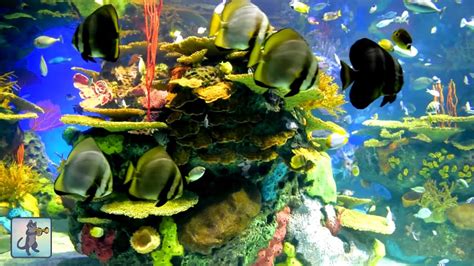 2 Hours Of Beautiful Coral Reef Fish Relaxing Ocean Fish Aquarium