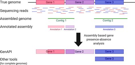Illustration Of How Imperfect De Novo Assembly Of Genomes May Lead To